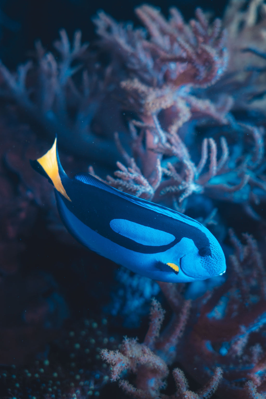 Blue Tang