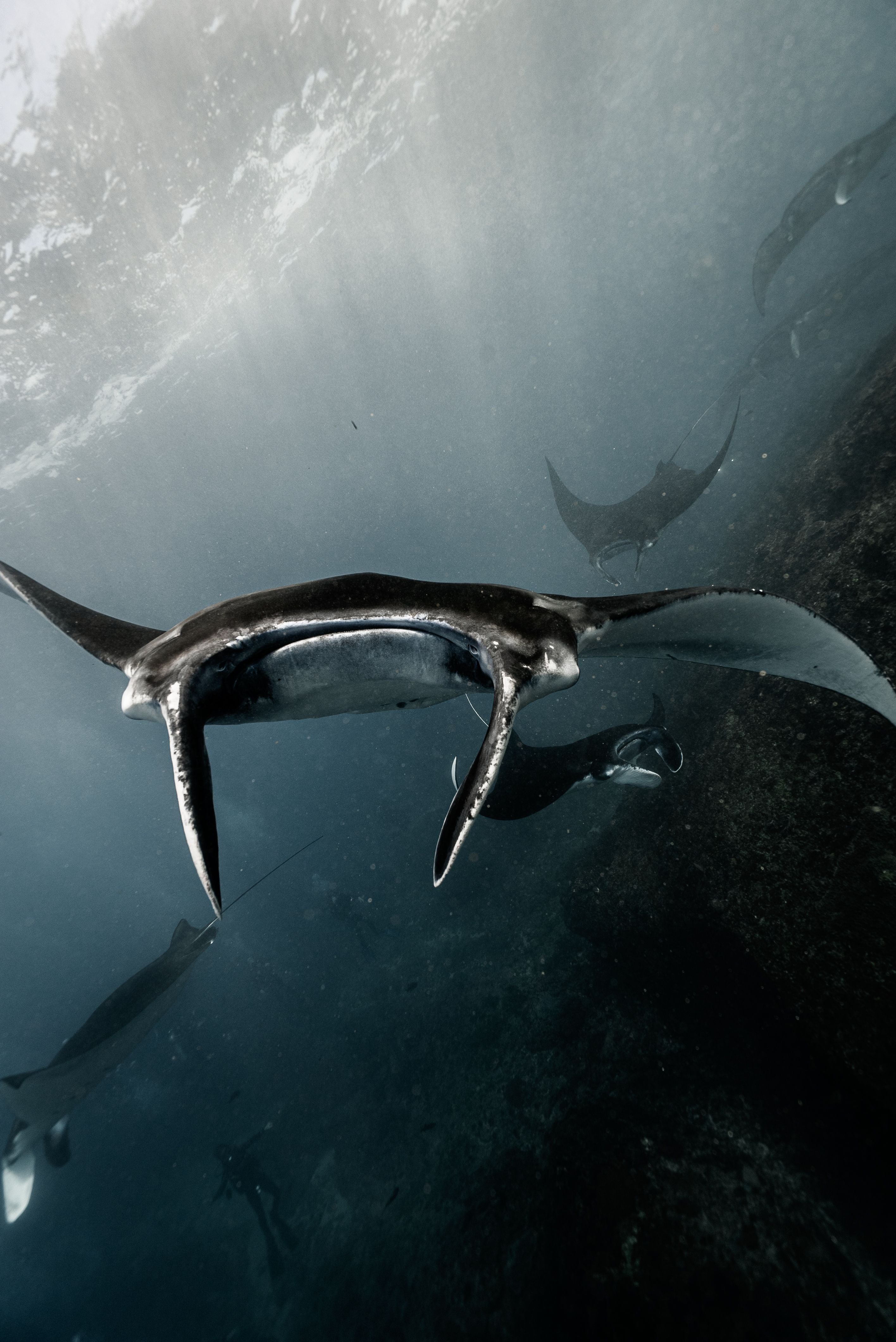 Devil Ray
