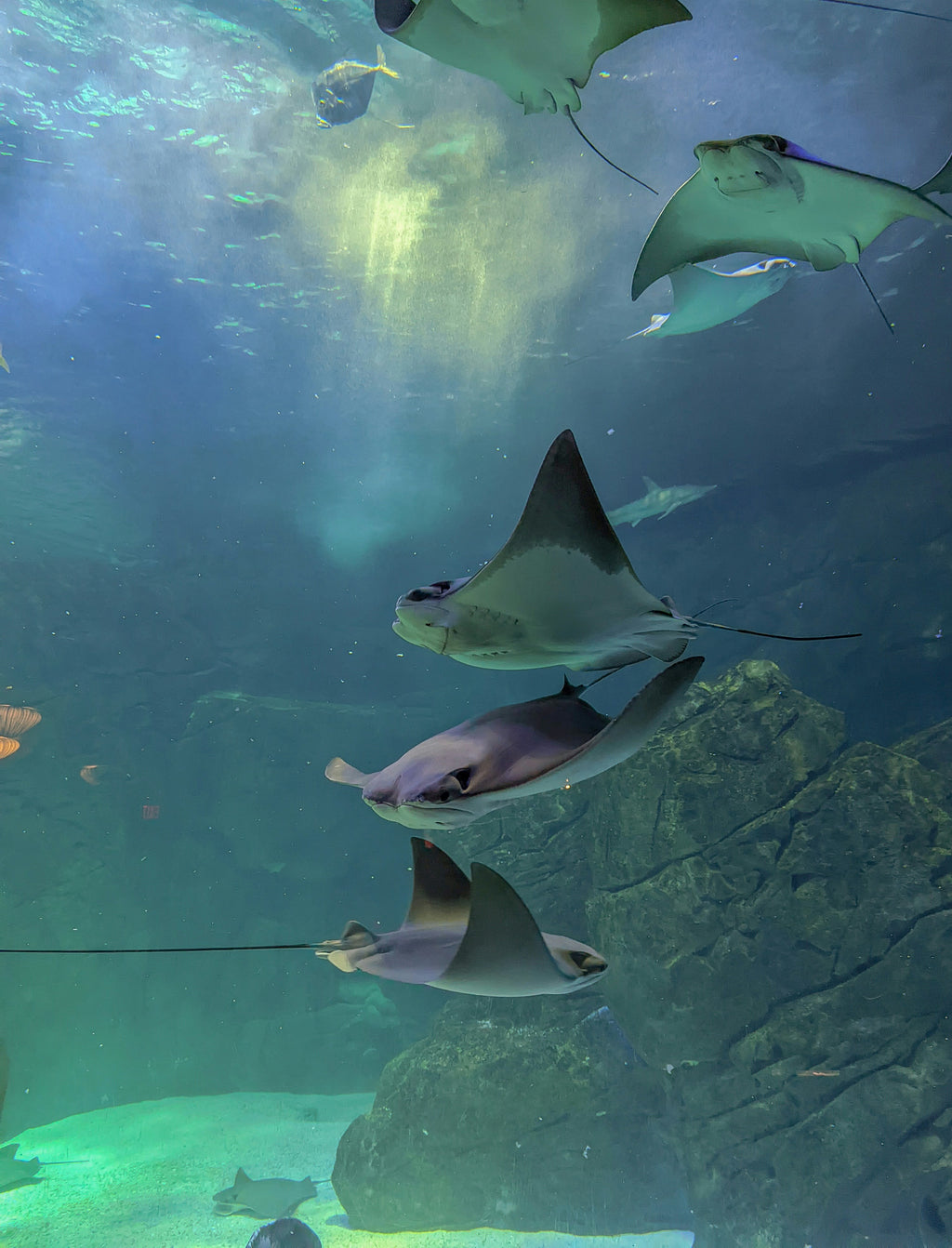Manta