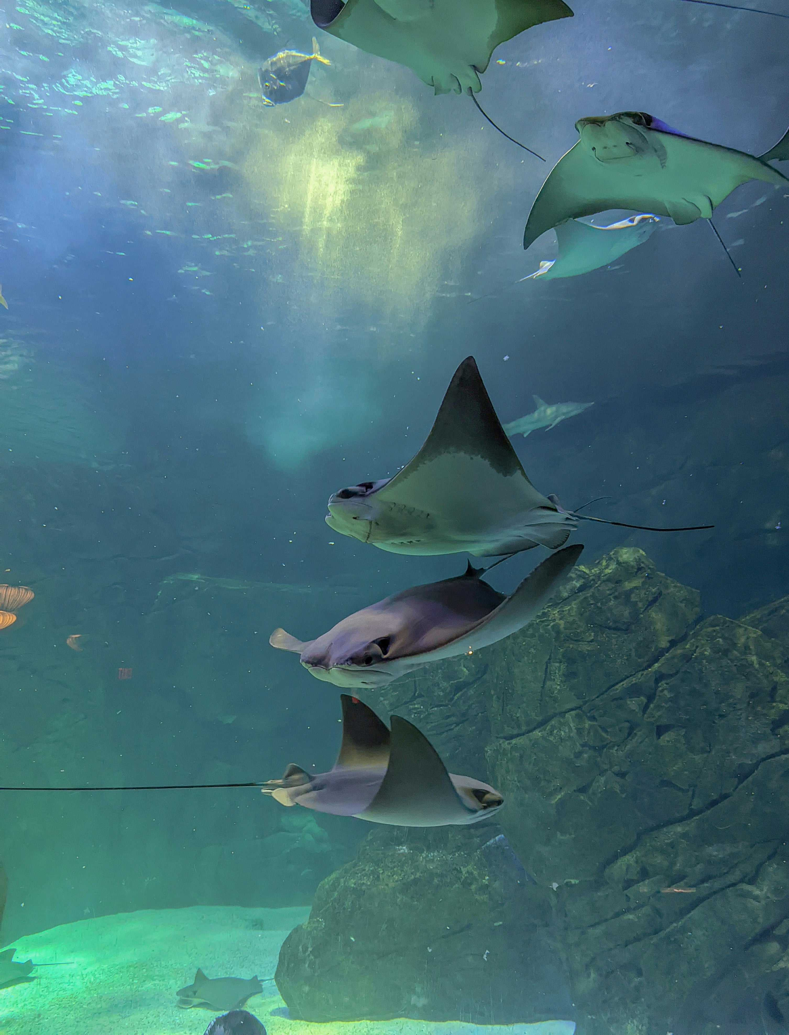 Manta