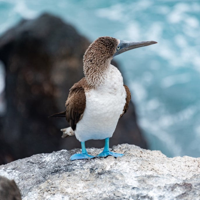 Blue Booby