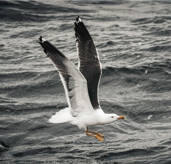 Albatross