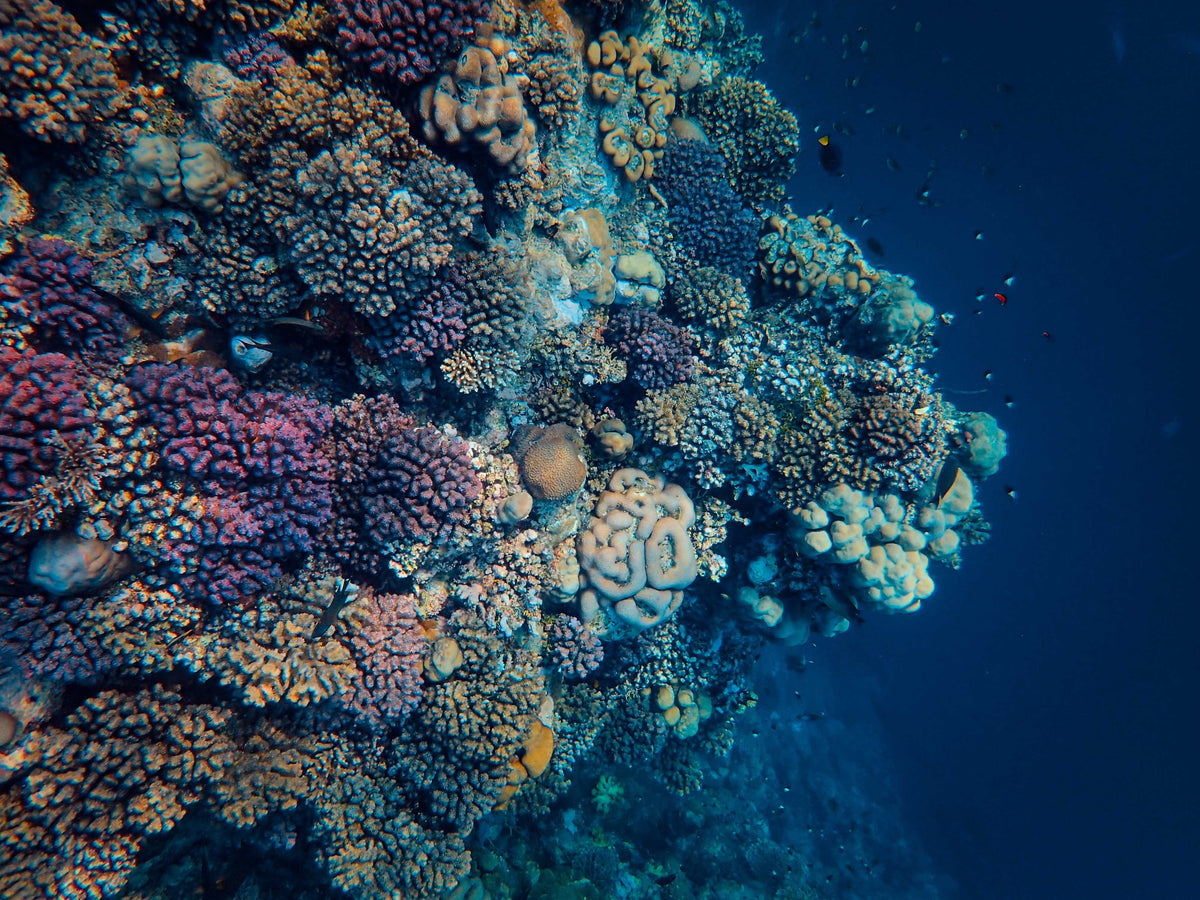 Black Coral