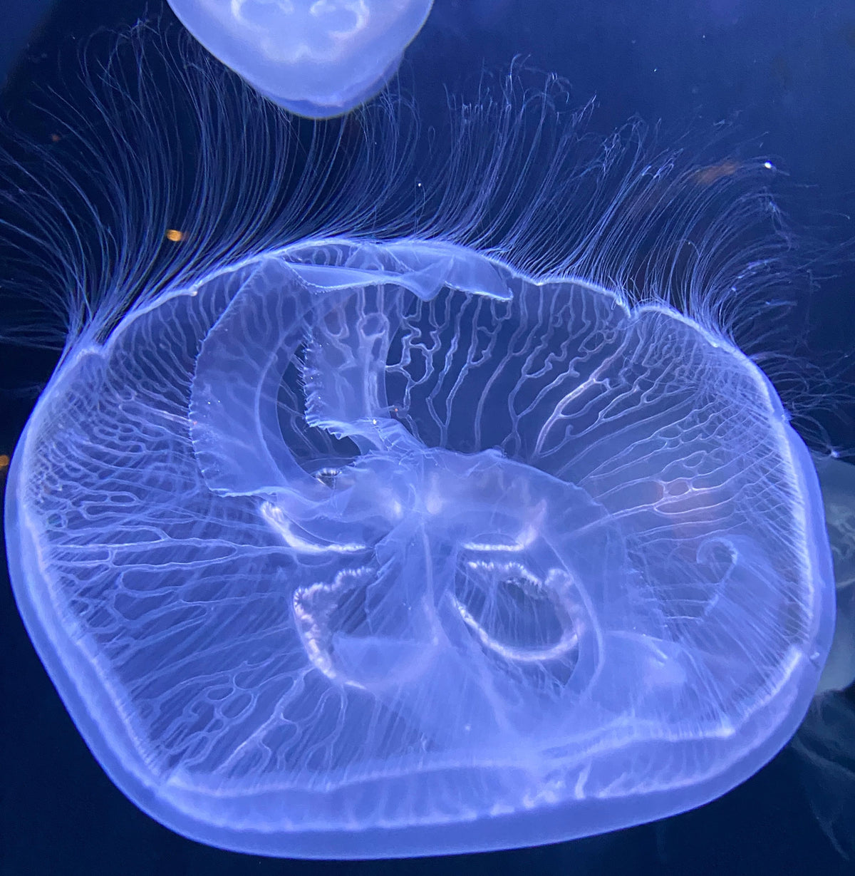 Moonjelly